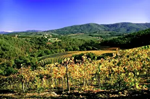 Vast: Florence, Italy. A vinyard in the Chianti