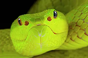 Flores: Flores Pit Viper (Trimeresurus insularis), animal