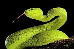 Flores: Flores Pit Viper (Trimeresurus insularis), captive