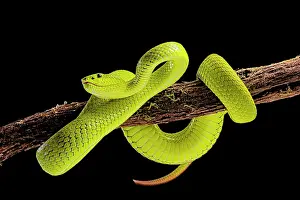 Flores: Flores Pit Viper (Trimeresurus insularis), captive