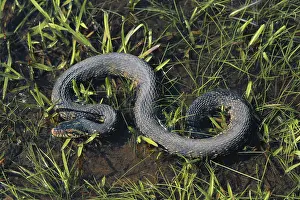 Natrix: Florida Banded Water Snake