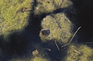 Natrix: Florida Banded Water Snake