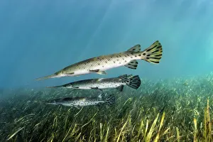 Pike: Florida Bone Pike (Lepisosteus platyrhincus), three