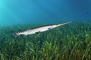 Pike: Florida Bone Pike (Lepisosteus platyrhincus), swimming