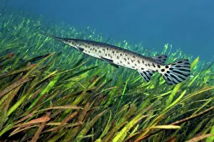 Pike: Florida Bone Pike (Lepisosteus platyrhincus), swimming