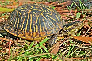 Terrapene: Florida Box Turtle