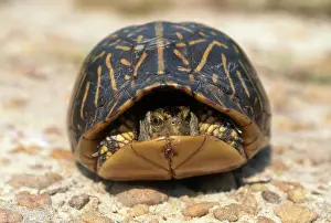 Terrapene: Florida Box Turtle