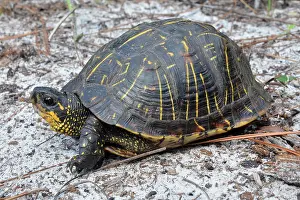 Terrapene: Florida Box Turtle
