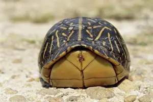 Terrapene: Florida Box Turtle