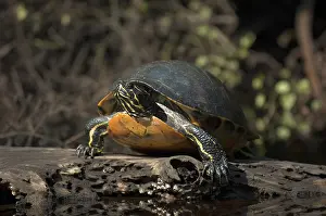 Pseudemys: Florida Cooter