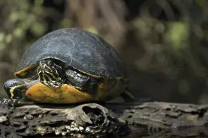 Pseudemys: Florida Cooter