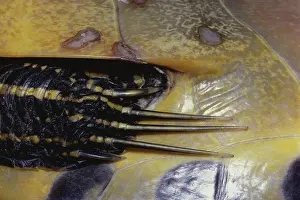 Emydidae: Florida Cooter Claws