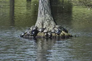 Sunning: Florida Cooters