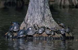 Sunning: Florida Cooters