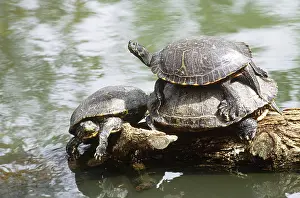 Emydidae: Florida Cooters (Pseudemys floridana)