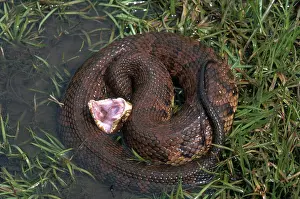 Herps: Florida Cottonmouth