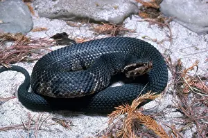 Herps: Florida Cottonmouth