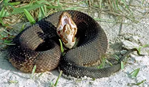 Piscivorus: Florida Cottonmouth playing dead