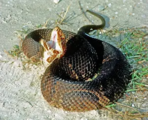 Piscivorus: Florida Cottonmouth playing dead