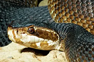 Piscivorus: Florida Cottonmouth Snake