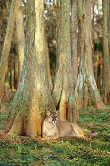 Coryi: Florida COUGAR / Mountain Lion / Puma