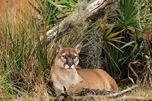 Coryi: Florida Cougar / Mountain Lion / Puma