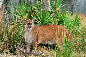 Coryi: Florida Cougar / Mountain Lion / Puma