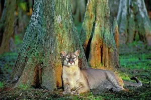 Coryi: Florida Cougar / Mountain Lion / Puma