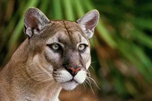 Coryi: Florida Cougar / Mountain Lion / Puma