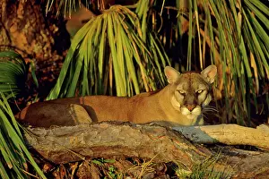 Coryi: Florida Cougar / Mountain Lion / Puma