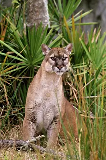 Coryi: Florida Cougar / Mountain Lion / Puma