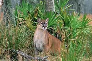 Coryi: Florida Cougar / Mountain Lion / Puma