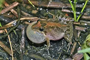 Acris: Florida Cricket Frog