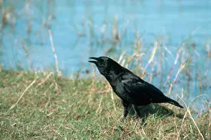 Crows: Florida Crow Calling