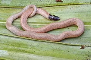 Smallest: Florida Crowned Snake