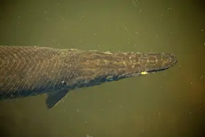 Platyrhynchus: Florida Gar Fish - can survive in deoxygenated
