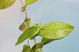 Katydids: Florida Giant Katydid - camouflage
