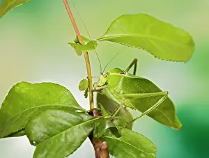Katydids: Florida Giant Katydid - camouflage
