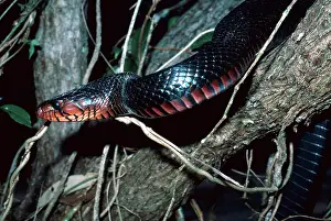 Indigo: Florida Indigo Snake