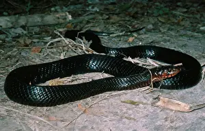 Indigo: Florida Indigo Snake