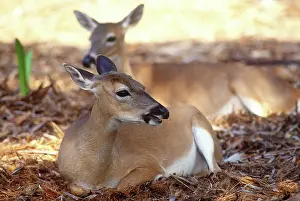 Found: Florida Key Deer found on Big Pine Key