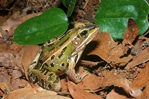 Lithobates: Florida Leopard Frog