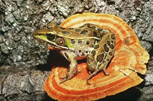 Ranidae: Florida Leopard Frog