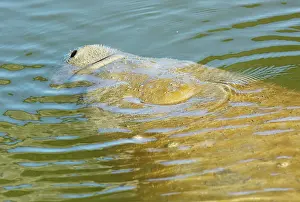 Trichechus: Florida Manatee (a form of West Indian Manatee)
