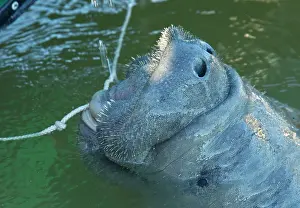 Trichechus: Florida Manatee (a form of West Indian Manatee)