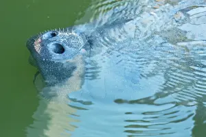 Breathing: Florida Manatee (a form of West Indian Manatee)