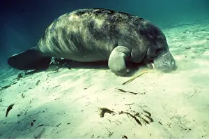 Seabed: Florida Manatee - on seabed