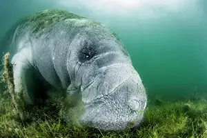 Zosteraceae: Florida Manatee (Trichechus manatus latirostris)