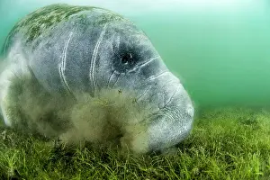 Zosteraceae: Florida Manatee (Trichechus manatus latirostris)