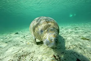Creatures: Florida manatee, Trichechus manatus latirostris, a subspecie
